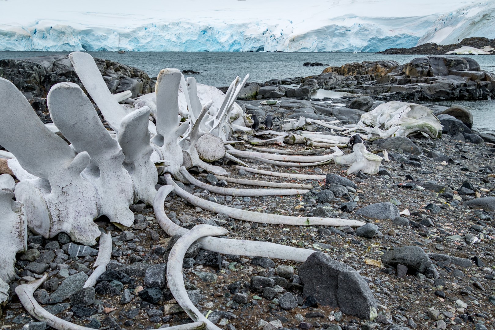 Short Expeditions whale bones at jougla point, antarctica